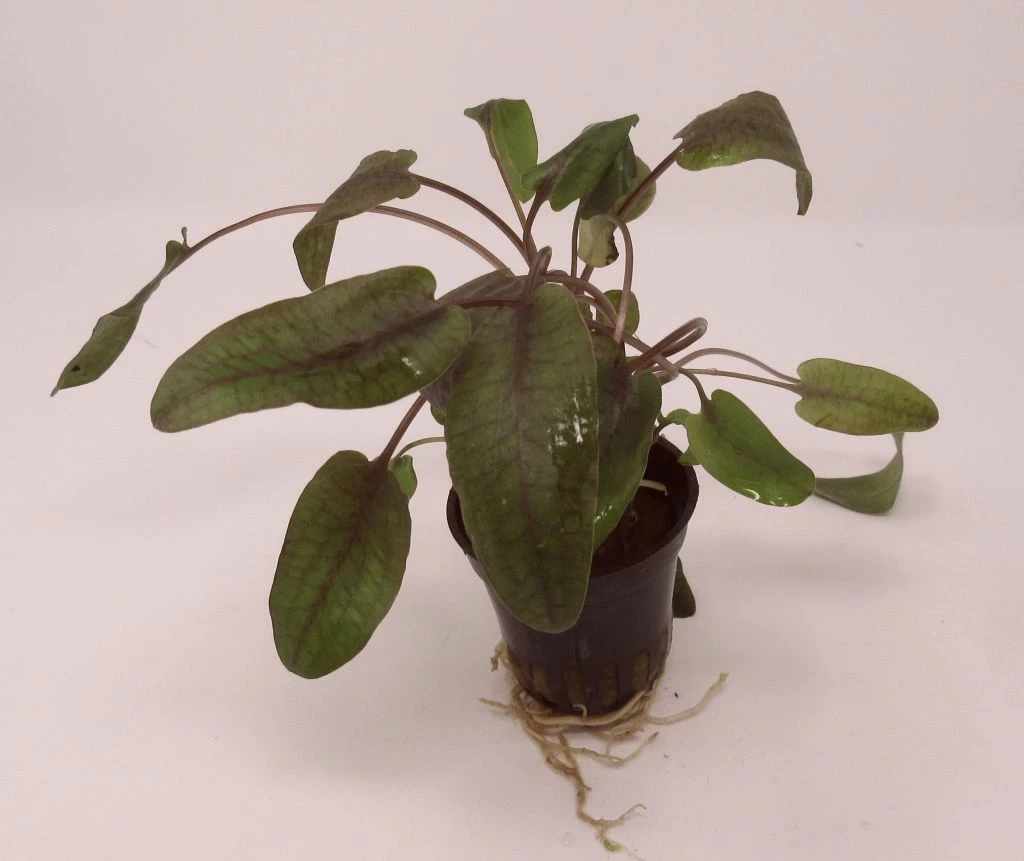 Roter Gewellter Wasserkelch / Cryptocoryne Undulatus 'Red'