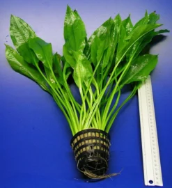 MUTTERPFLANZE Schmalblättrige Amazonas Schwertpflanze / Echinodorus Amazonicus