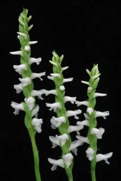 Grasartige Wasserorchidee - Sumpforchidee / Spiranthes Odorata (cernua) Im Topf