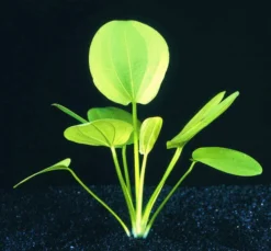 Großer Froschlöffel / Echinodorus Cordifolius - Radicans