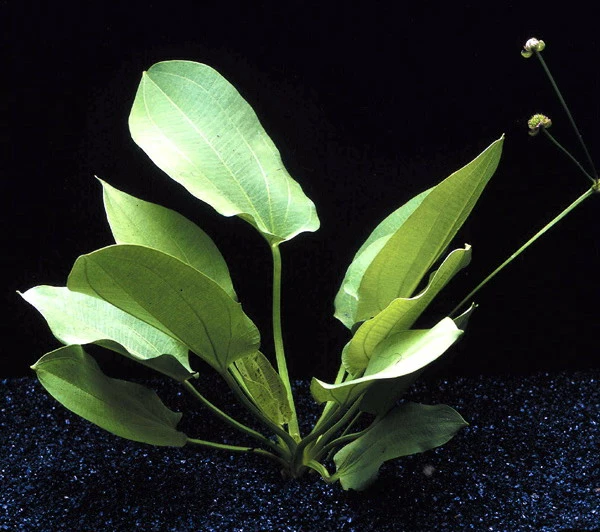 Schlüters Schwertpflanze / Echinodorus Schlueteri – Bild 2