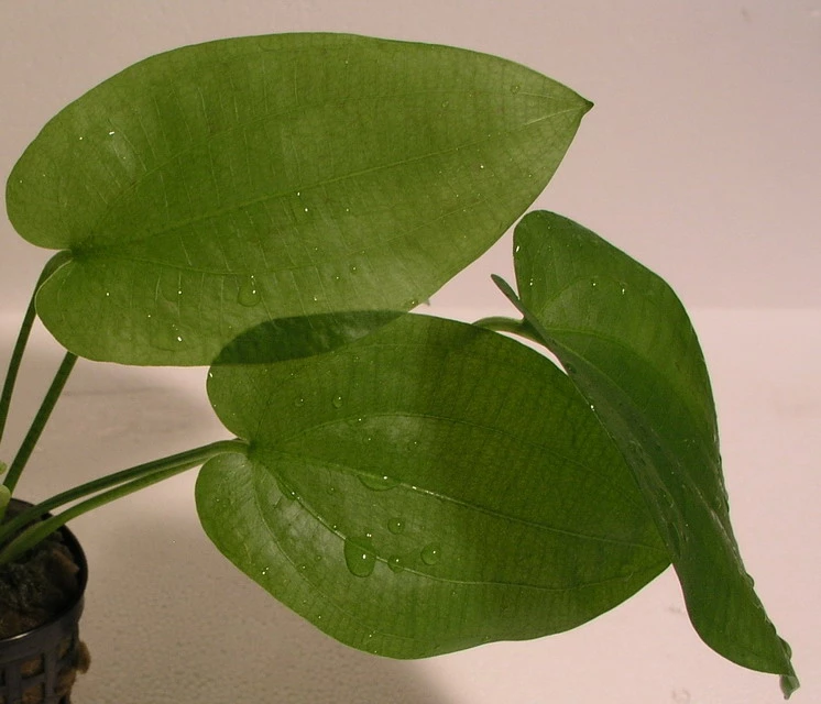 Schlüters Schwertpflanze / Echinodorus Schlueteri – Bild 3