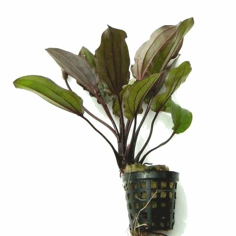 Intensiv Wein-rote Echinodorus Regine Hildebrandt – Bild 2