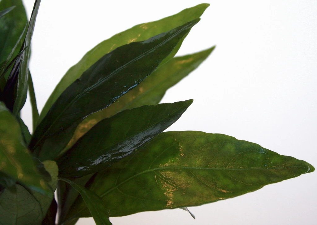 Grünes Cichlidenkraut / Justicia Sp. Gendarossa - Gendarussa – Bild 2