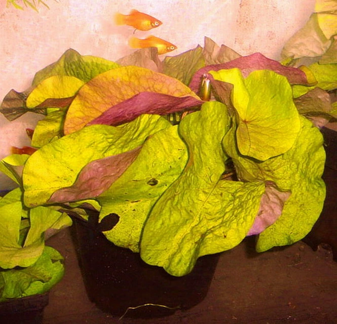 Kleinblättrige Zwerg-Seerose / Nymphaea Minuta Eine RARITÄT!