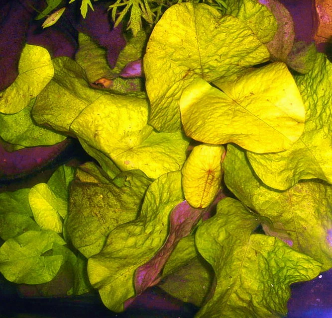 Kleinblättrige Zwerg-Seerose / Nymphaea Minuta Eine RARITÄT! – Bild 3