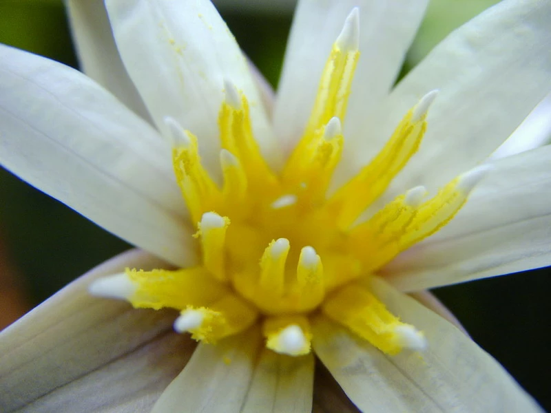 Kleinblättrige Zwerg-Seerose / Nymphaea Minuta Eine RARITÄT! – Bild 5