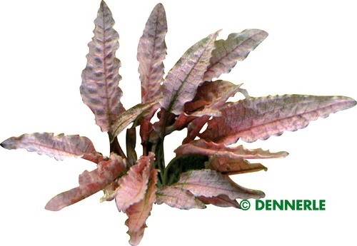 Dennerle InVitro Flamingo Wasserkelch / Cryptocoryne Spec.'Flamingo' – Bild 2