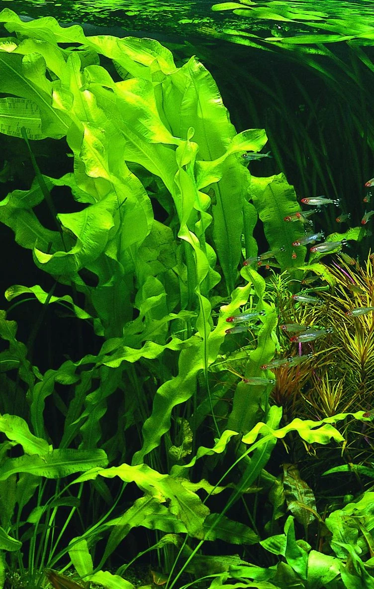 Madagaskar Wasserähre / Aponogeton Ulvaceus – Bild 2