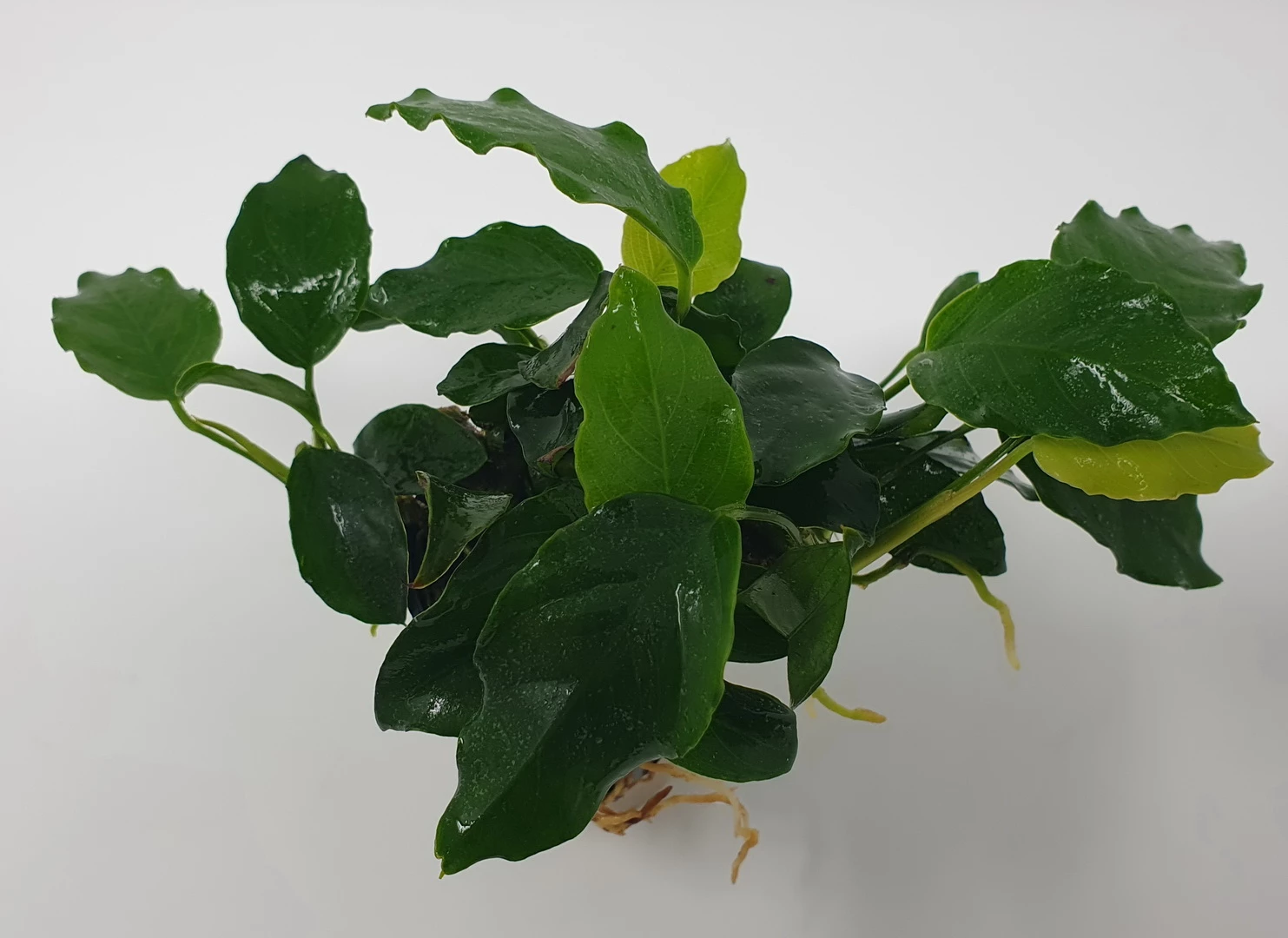 Mehrtriebige Exemplare Zwergspeerblatt / Anubias Nana – Bild 2