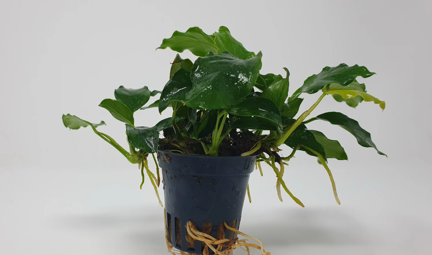 Mehrtriebige Exemplare Zwergspeerblatt / Anubias Nana – Bild 3