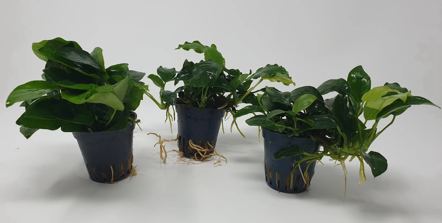 Mehrtriebige Exemplare Zwergspeerblatt / Anubias Nana – Bild 4