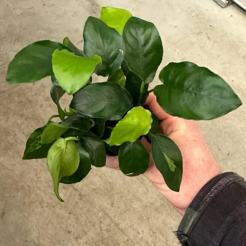 Mehrtriebige Exemplare Zwergspeerblatt / Anubias Nana – Bild 5