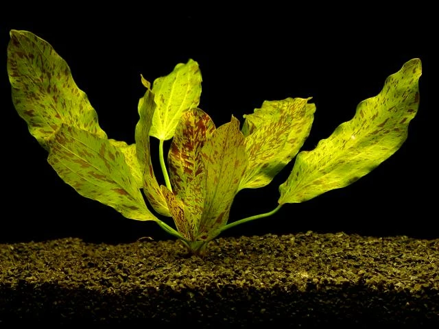 Gefleckte Grüne Schwertpflanze / Echinodorus Ozelot Grün