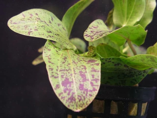 Gefleckte Grüne Schwertpflanze / Echinodorus Ozelot Grün – Bild 2