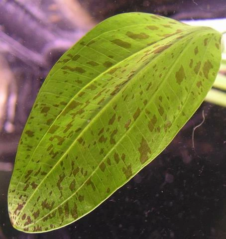 Gefleckte Grüne Schwertpflanze / Echinodorus Ozelot Grün – Bild 3