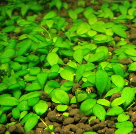 Australisches Zungenblatt / Glossostigma Elatinoides