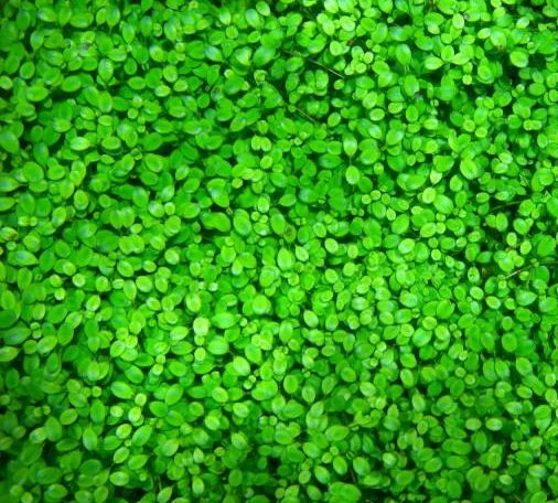 Australisches Zungenblatt / Glossostigma Elatinoides – Bild 2