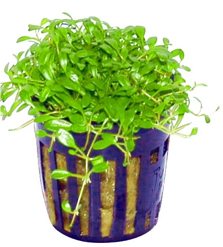 Australisches Zungenblatt / Glossostigma Elatinoides – Bild 3