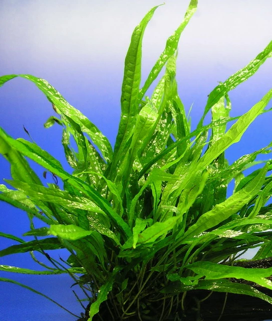 Schmalblättriges Javafarn / Microsorum Pteropus Narrow Leaf