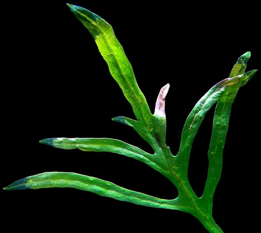 XL In-Vitro Trident Javafarn / Microsorum Pteropus Trident – Bild 2