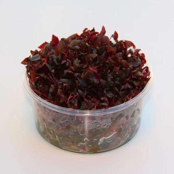 XL In-Vitro Mini-Papageienblatt / Alternanthera Reineckii 'mini'