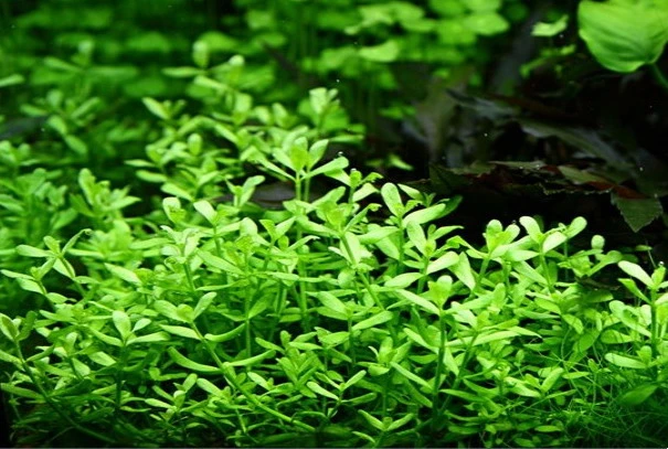 XL In-Vitro Kleines Fettblatt - Brahmi / Bacopa Monnieri