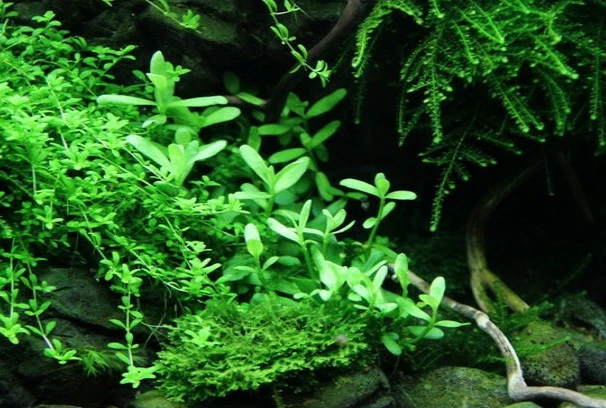 XL In-Vitro Kleines Fettblatt - Brahmi / Bacopa Monnieri – Bild 2