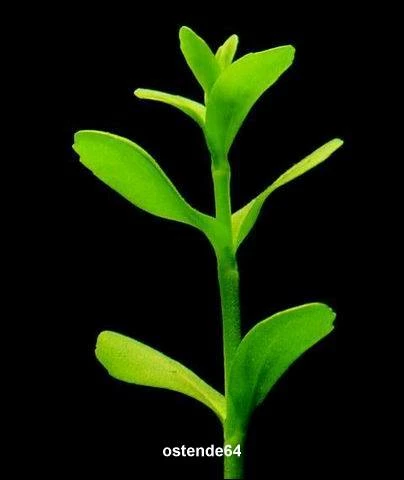 XL In-Vitro Kleines Fettblatt - Brahmi / Bacopa Monnieri – Bild 3