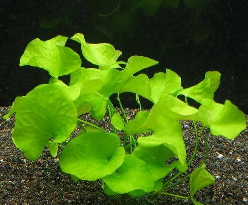 XL In-Vitro Mini-Seerose Aus Taiwan / Nymphoides Sp. 'Taiwan' ('Flipper')