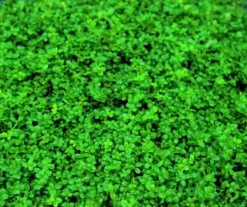 XL In-Vitro Kuba Zwerg-Perlenkraut / Hemianthus Callitrichoides CUBA, Kurz Hcc