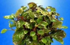 XL In-Vitro Zwerg-Kardinalslobelie / Lobelia Cardinalis 'Nana'/ Mini