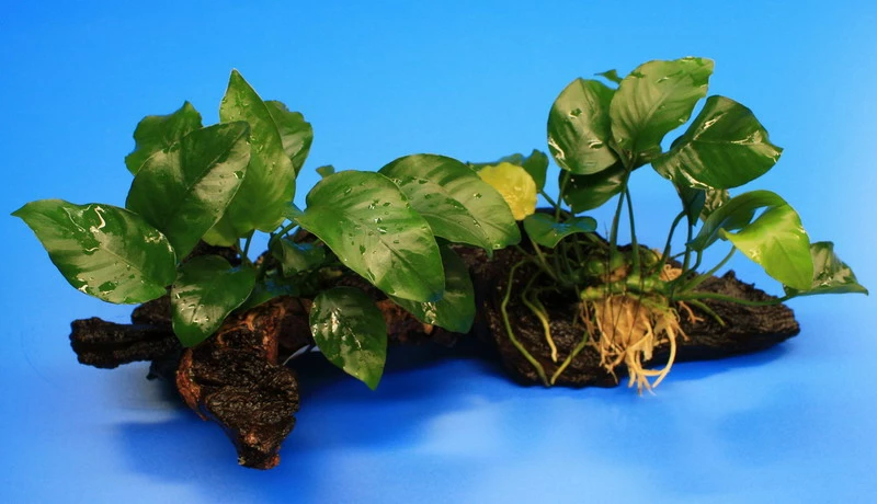 2 Kräftige Anubias Nana Auf Schöner Mopani-Wurzel – Bild 2