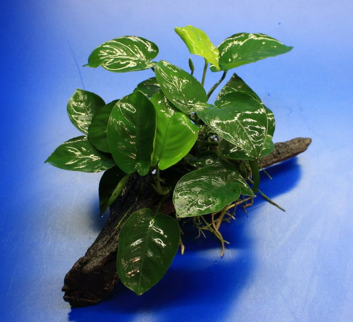 Anubias Barteri Auf Schöner Ca. 30 Cm Großer Wurzel