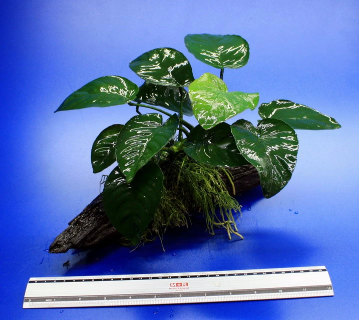 Anubias Barteri Auf Schöner Ca. 30 Cm Großer Wurzel – Bild 2