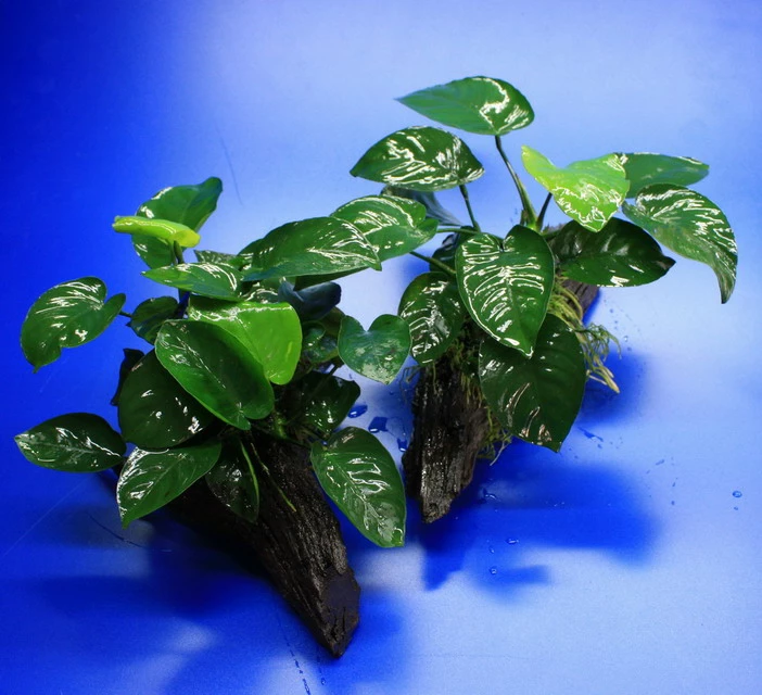 Anubias Barteri Auf Schöner Ca. 30 Cm Großer Wurzel – Bild 3