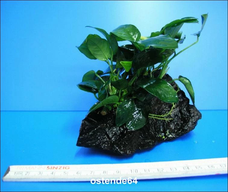 Anubias Nana Auf Einer Wurzel / Zwergspeerblatt – Bild 2