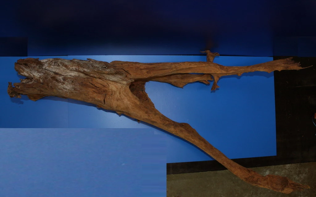 6XL Mangroven-Wurzel 113x36x60 Unikat - Traumwurzel #1437 – Bild 2