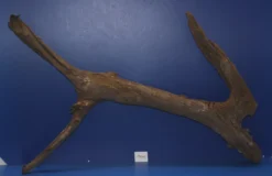 6XL Mangroven-Wurzel 103x64x21 Unikat - Traumwurzel #1441