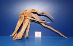 XXL Rote Moorwurzel / Moorkienholz 44x24x25 Traumwurzel #1504