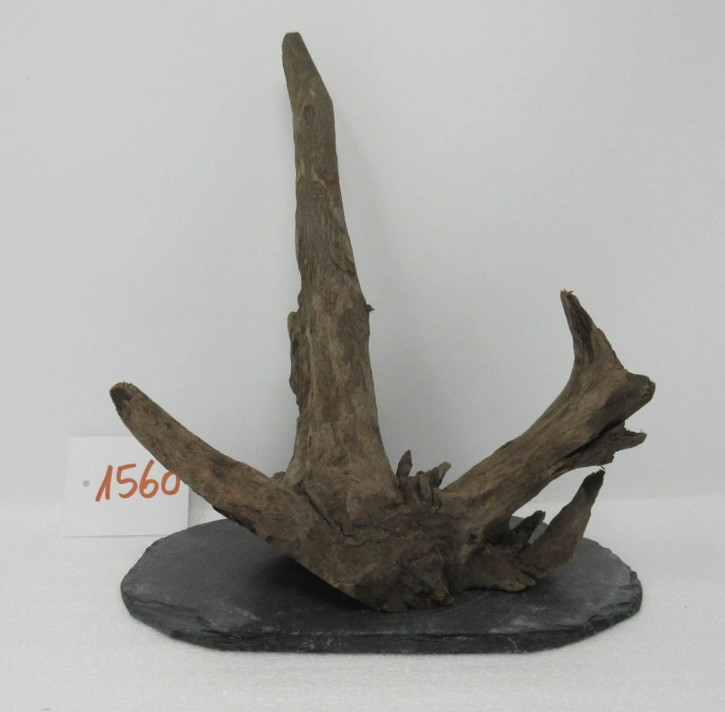 XL Scaper Wurzel 19x21x14 Traumwurzel #1560 Auf Schiefer