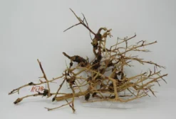 XL Thailand Zweig / Wurzel 40x23x18 Traumwurzel #1578