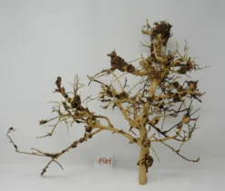 XL Thailand Zweig / Wurzel 51x42x21 Traumwurzel #1581