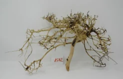 XL Thailand Zweig / Wurzel 42x22x20 Traumwurzel #1582