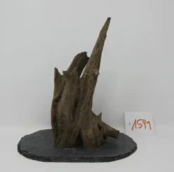 XL Scaper Wurzel 20x21x13 Traumwurzel #1591 Auf Schiefer