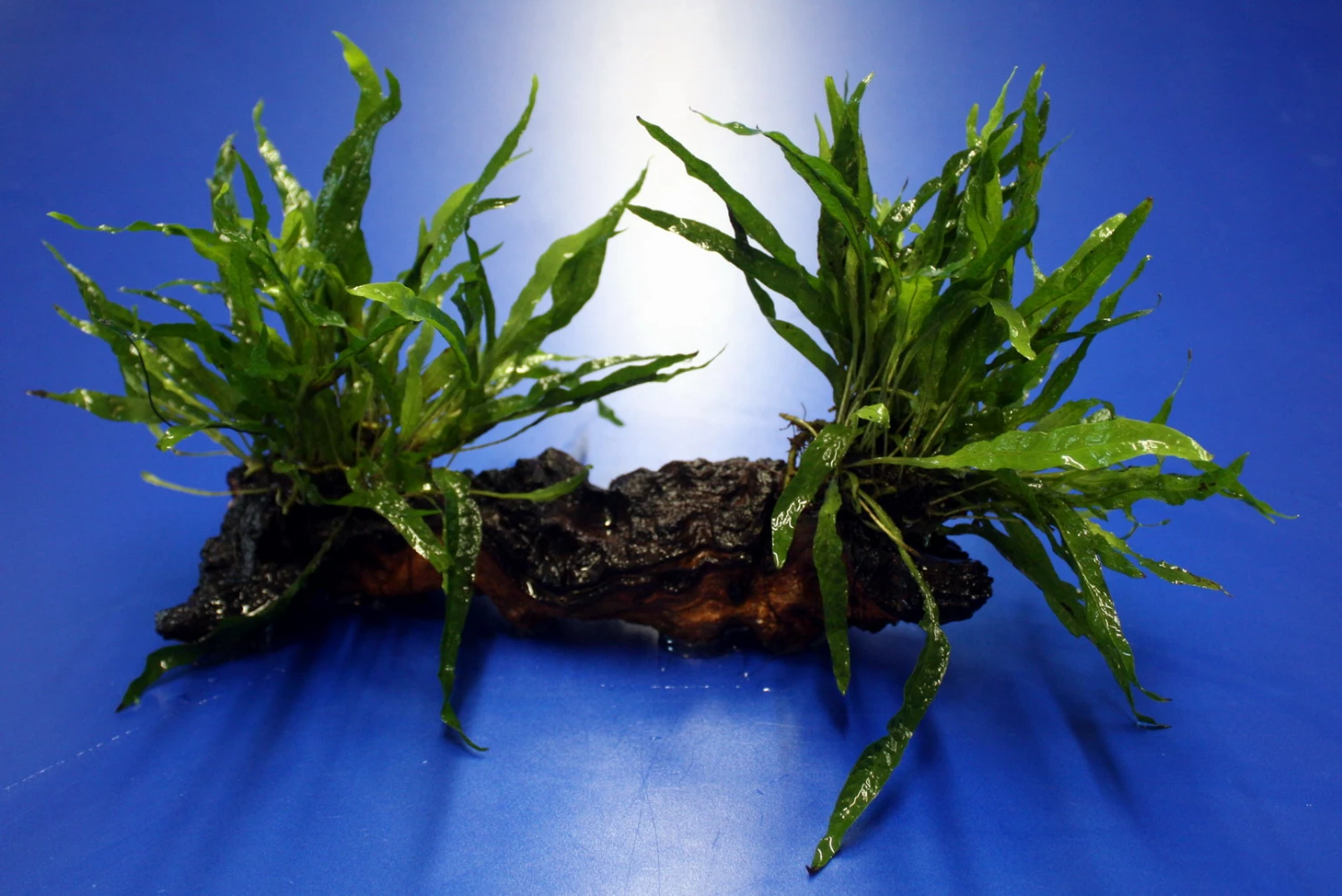 2 X Mini Javafarn Auf Schöner Mopani-Wurzel / Microsorum Pt. 'Short Narrow Leaf'