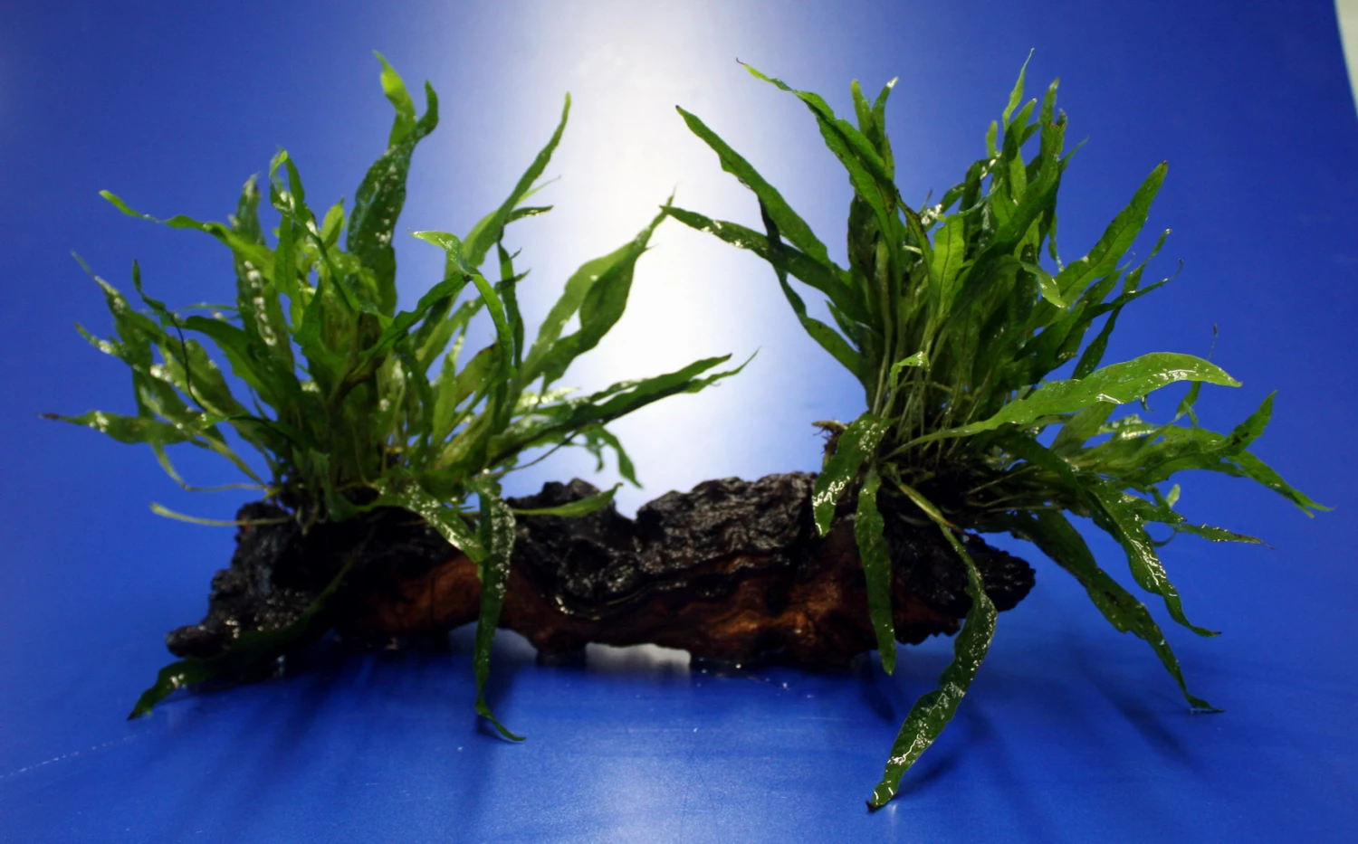 2 X Mini Javafarn Auf Schöner Mopani-Wurzel / Microsorum Pt. 'Short Narrow Leaf' – Bild 2