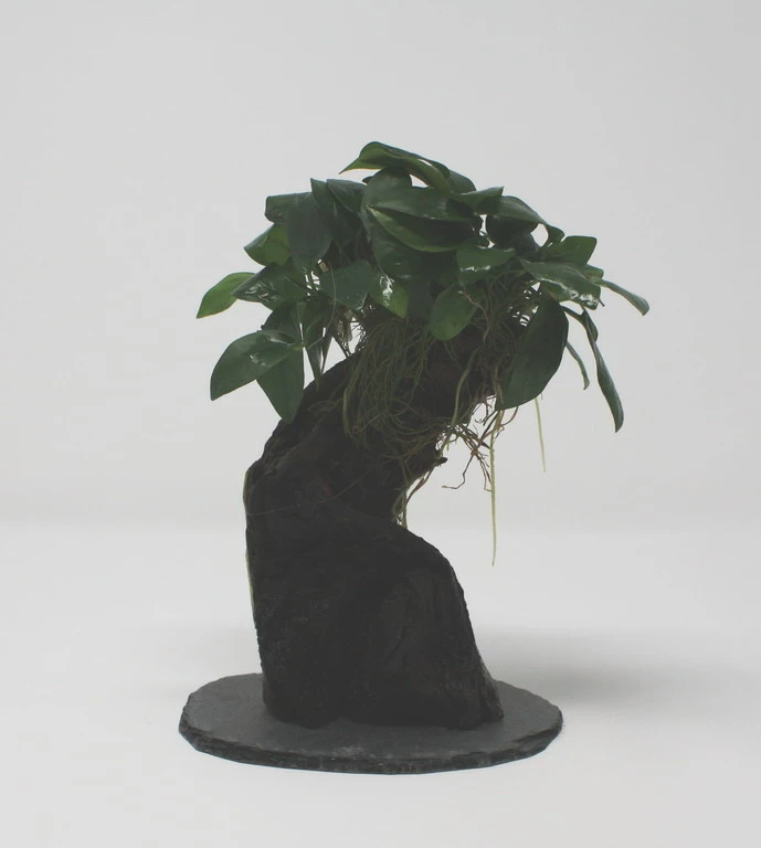 Urwaldbaum KLEIN Mbuna Mit Anubia Nana/Zwergspeerblatt Ca. 20-25 Cm