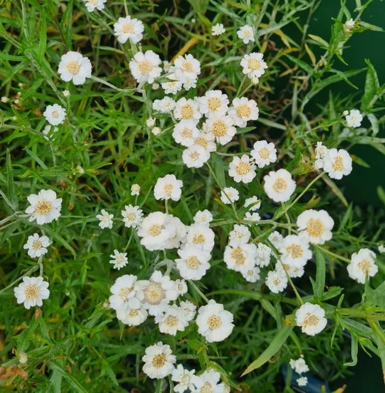 Sumpfschafgarbe / Achillea Ptarmica Im 9x9 Cm Topf