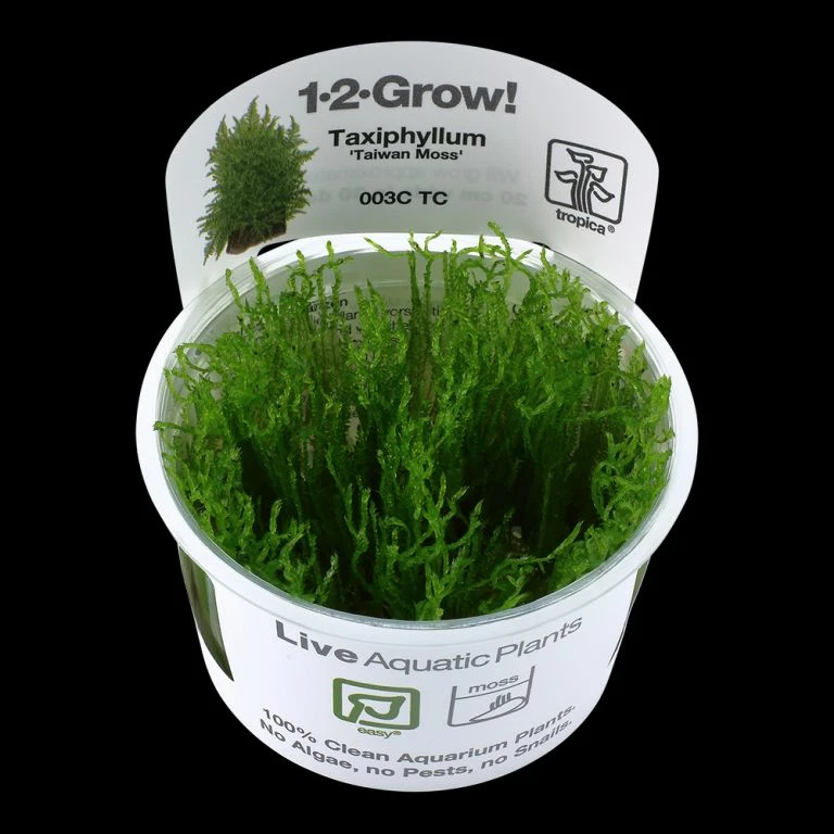 1-2-GROW! Taiwan-Moos / Taxiphyllum Alternans 'Taiwan Moss' Von TROPICA, Moos – Bild 2